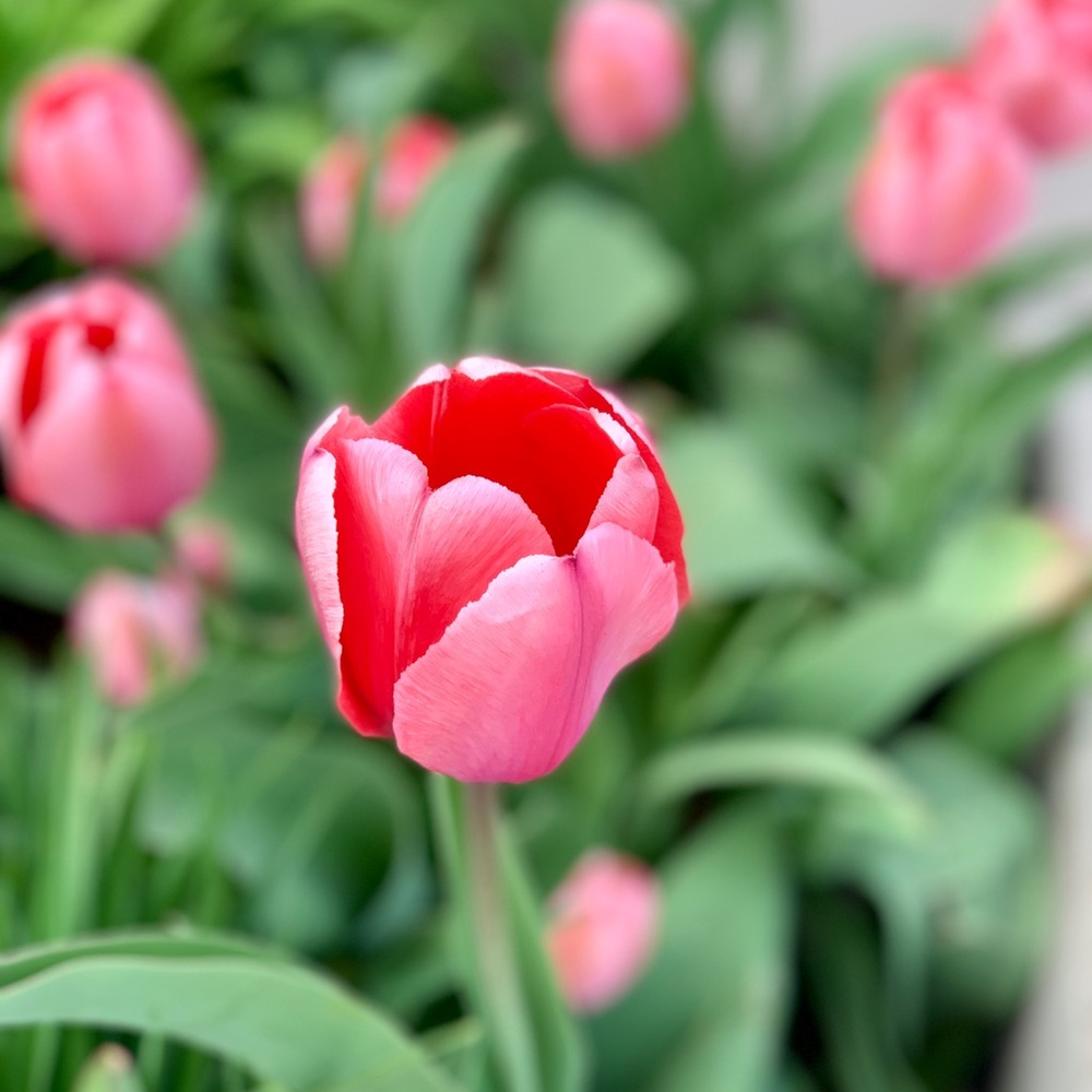 Meet your Posher, Elisse